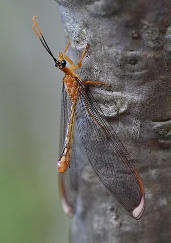 nymphid: any winged insect of the family Nymphidae, a split-footed lacewing