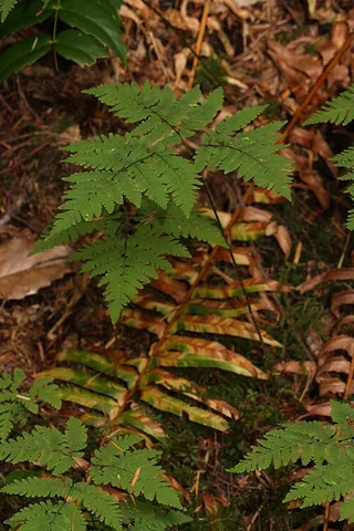 oak fern: a fern of genus Gymnocarpium (syn. Thelypteris) which grows on trees, especially Gymnocarpium...