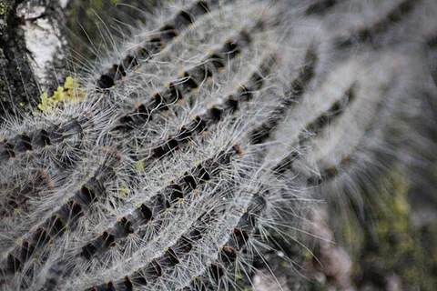oak processionary moth: thaumetopoea processionea, a processionary native to oak forests across southern Europe, also...