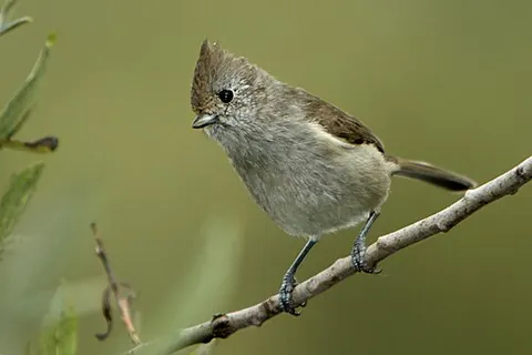 oak titmouse: a bird of species Baeolophus inornatus of small tits in family Paridae, found from southern Oregon...