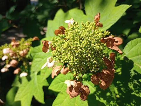 oakleaf hydrangea: a type of deciduous shrub native to the southeastern United States, often cultivated as an...