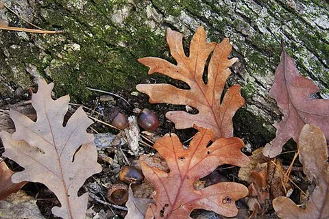 oakleaf: the leaf of the oak