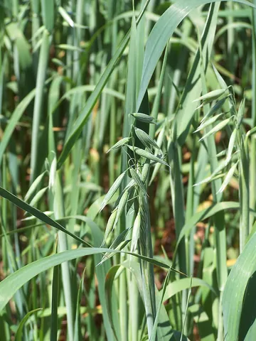 oat: widely cultivated cereal grass, typically Avena sativa