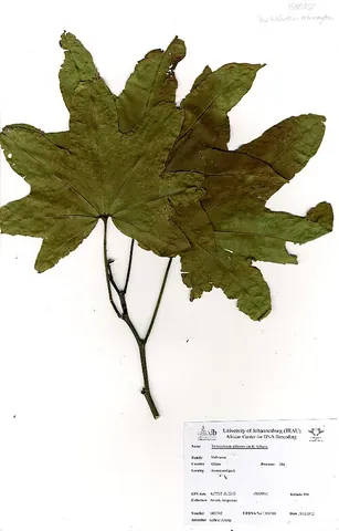 obeche: triplochiton scleroxylon, a tropical tree of Africa