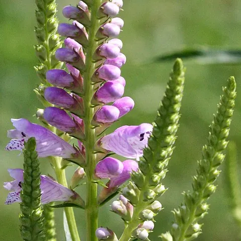 obedient plant: a flowering plant in the mint family, Physostegia virginiana, native to eastern North America and...