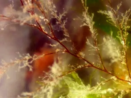 obelia: any of various colonial marine hydroids of the genus Obelia