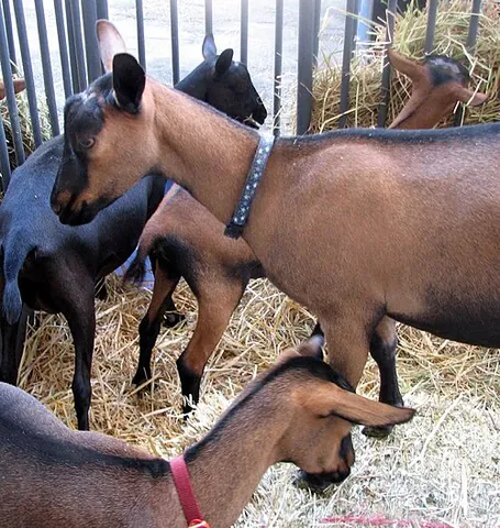 oberhasli goat: a modern American breed of dairy goat that derives from the subtype of the Chamois Colored Goat...