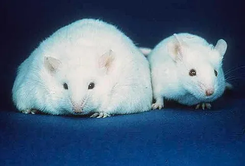 obese: extremely overweight, especially: weighing more than 20% (for men) or 25% (for women) over their...