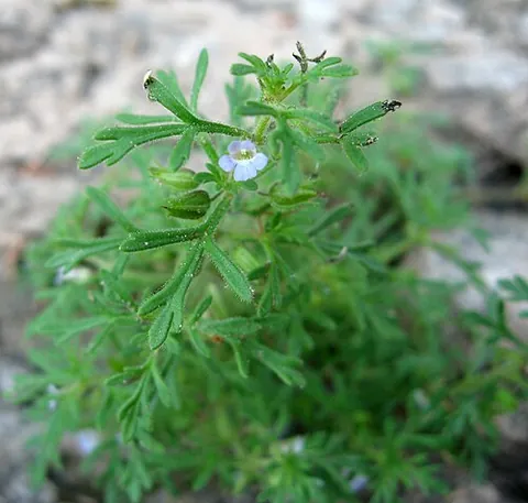 obi-wan conobea: leucospora multifida, a small annual plant in the family Plantaginaceae that has pale lavender...