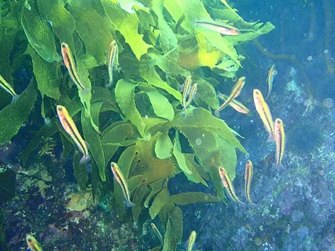 oblique-swimming triplefin: a blenny fish, Obliquichthys maryannae