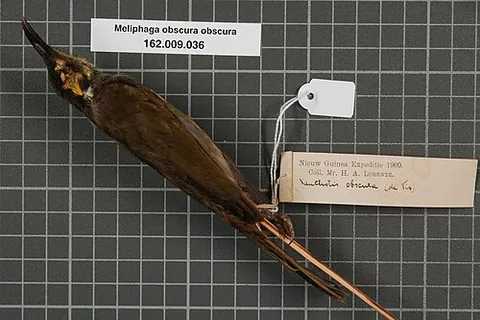 obscure honeyeater: caligavis obscura, a honeyeater species found in New Guinea