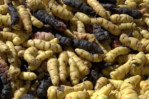 oca: any member of the species Oxalis tuberosa (syn. Oxalis crenata), which bear edible tubers