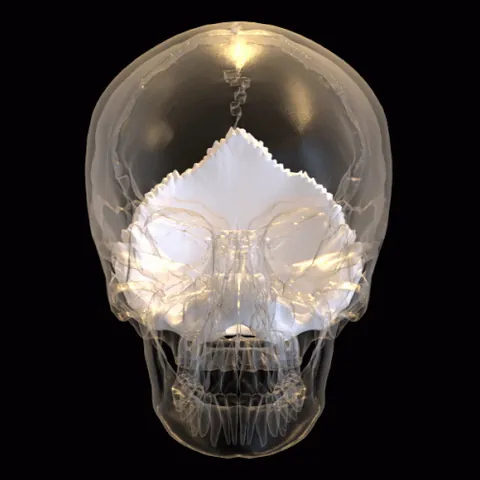 occipital bone: the bone at the back of the skull in humans and various other animals