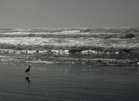 ocean: one of the large bodies of water separating the continents