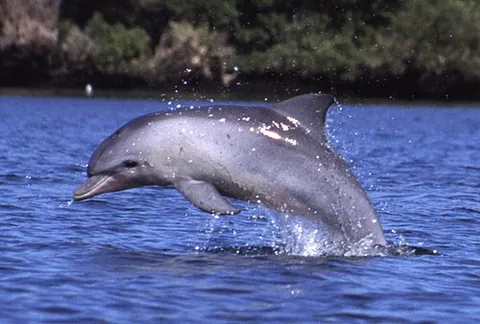 oceanic dolphin: any dolphin of the family Delphinidae