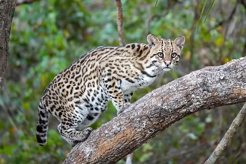 ocelot: an American feline carnivore (Leopardus pardalis, syn. Felis pardalis) covered with blackish...
