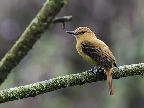 ochraceous attila: a bird native to South America, Attila torridus