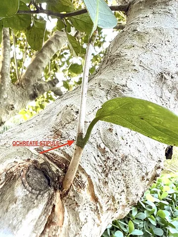 ochreate: provided with ocreae, or sheath-formed stipules, such as found in the rhubarb, yellow dock, and...