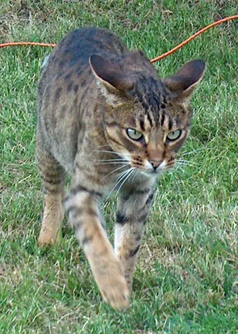 ocicat: a domestic cat of a breed that is spotted like a wild cat, established from Siamese and Abyssinian...
