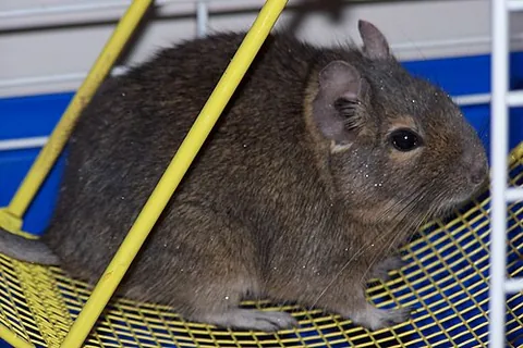 octodontid: any of the Octodontidae, a family of rodents including the common degu (Octodon degus) and 12 other...