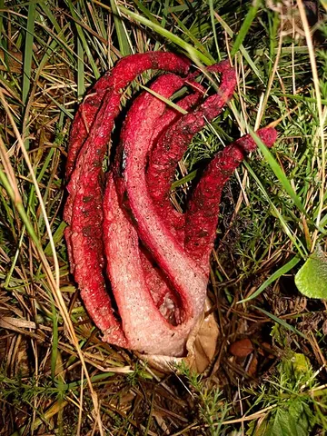 octopus stinkhorn: a fungus of the genus Clathrus, especially C. archeri, featuring pink or white 'arms' and an odor...