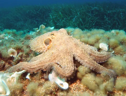 octopus: any of several marine molluscs of the order Octopoda, having no internal or external protective...