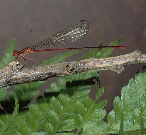 odonate: any carnivorous insect of the order Odonata; a dragonfly or damselfly