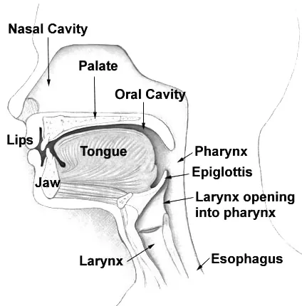 oesophagus: the tube that carries food from the pharynx to the stomach