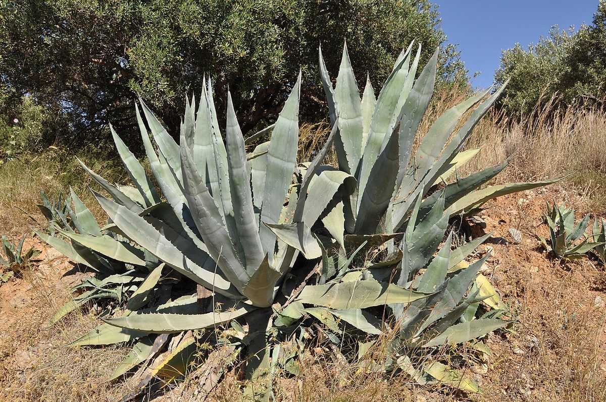 agave: any plant in the large, variable genus Agave of succulent plants, commonly armed with formidable...