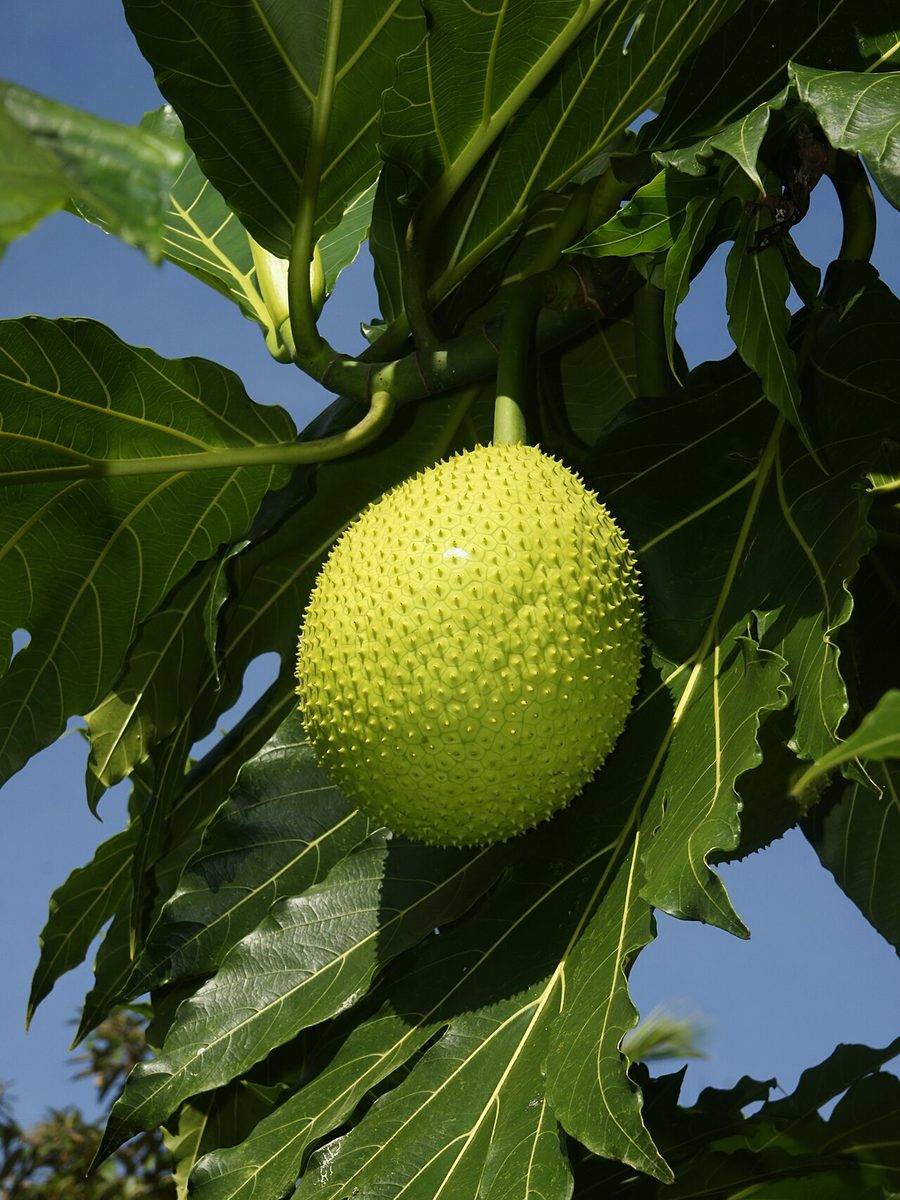 breadfruit: any member of the species Artocarpus altilis of evergreen trees, native to islands of the east...