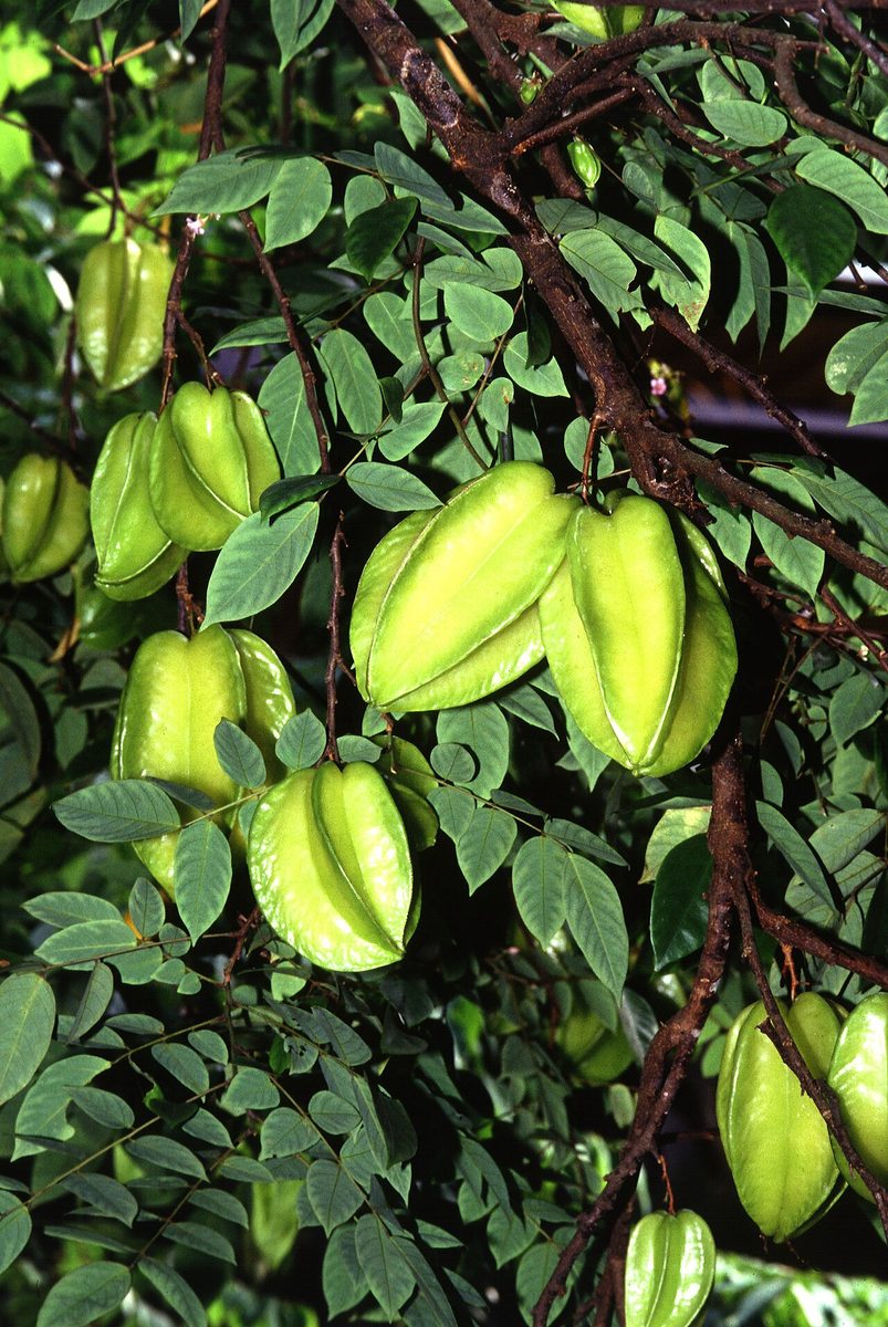 carambola: a tree species native to southern Asia, Averrhoa carambola