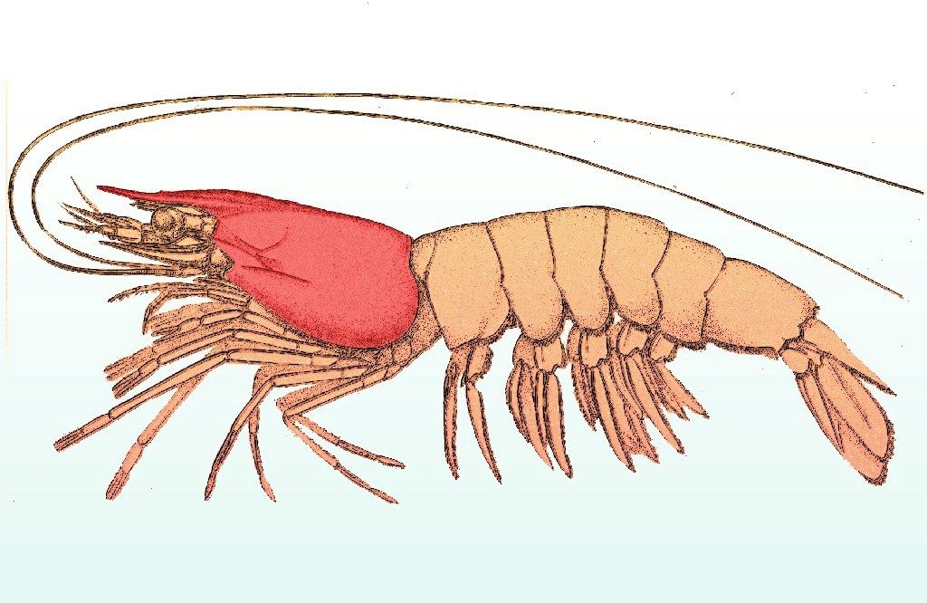carapace: a hard protective covering of bone or chitin, especially one which covers the dorsal portion of an...