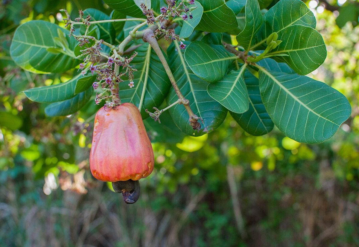 cashew: any tree of the genus Anacardium