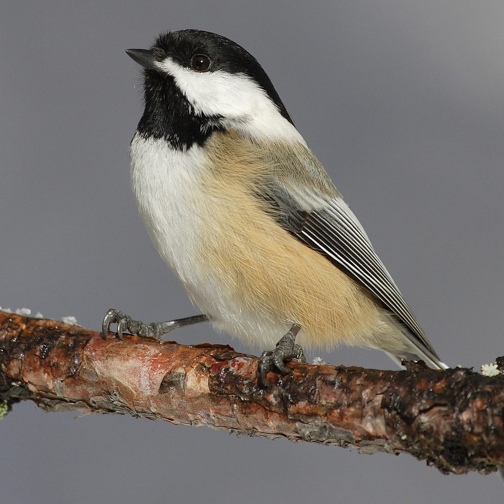 chickadee: any of the small, mostly black and white North American songbirds of the genus Poecile of the...