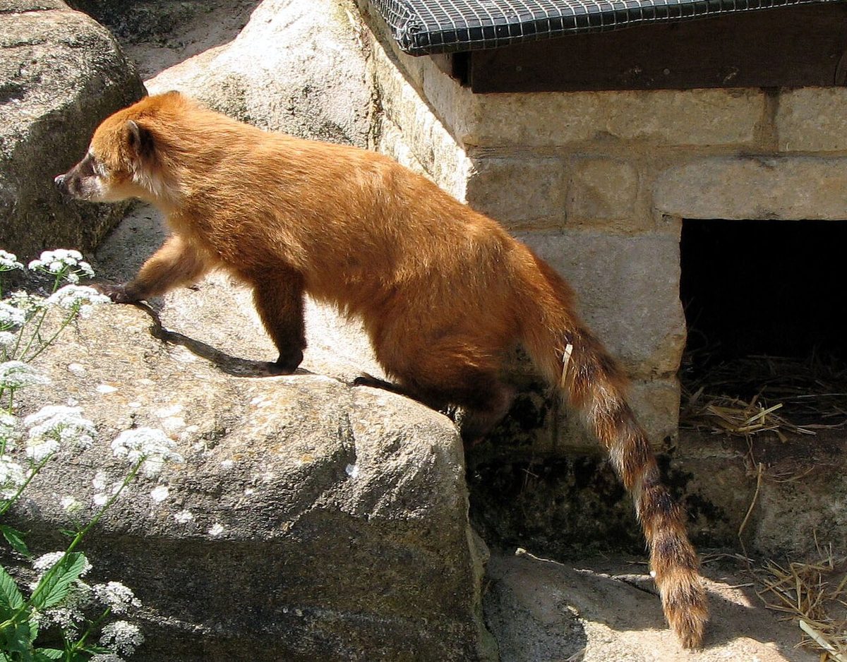 coati: any of several omnivorous mammals, of the genus Nasua, that live in the range from the southern...