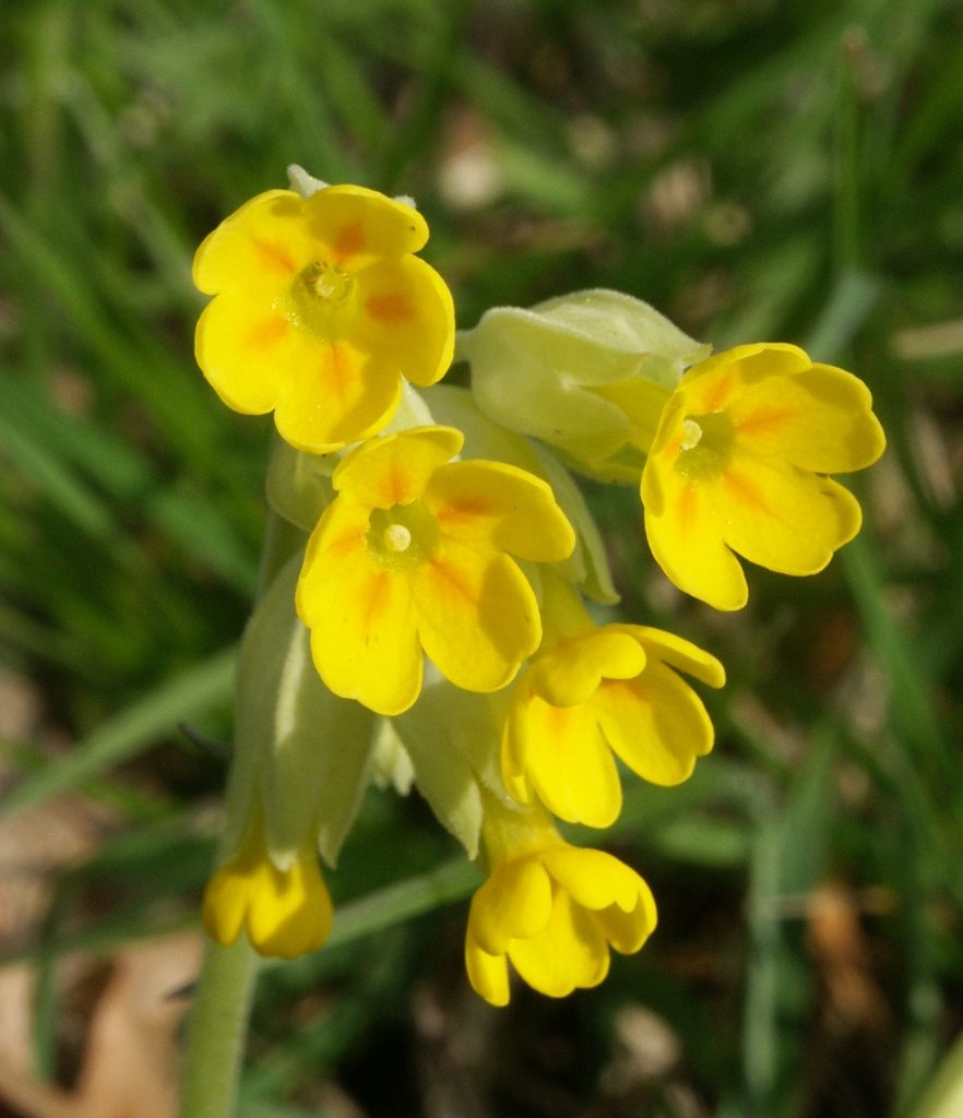 cowslip: a low-growing plant, Primula veris, with yellow flowers