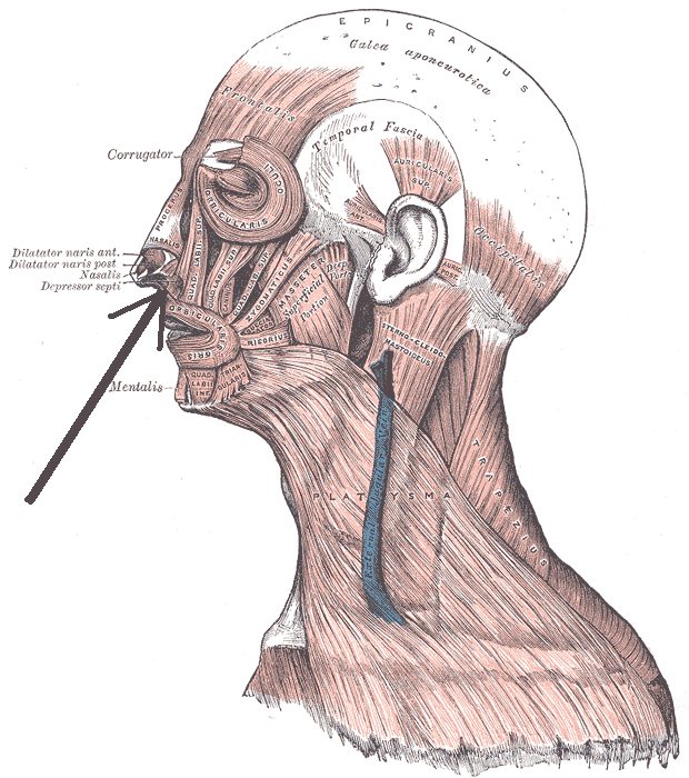 depressor: any of several muscles whose contraction pulls down a part of the body
