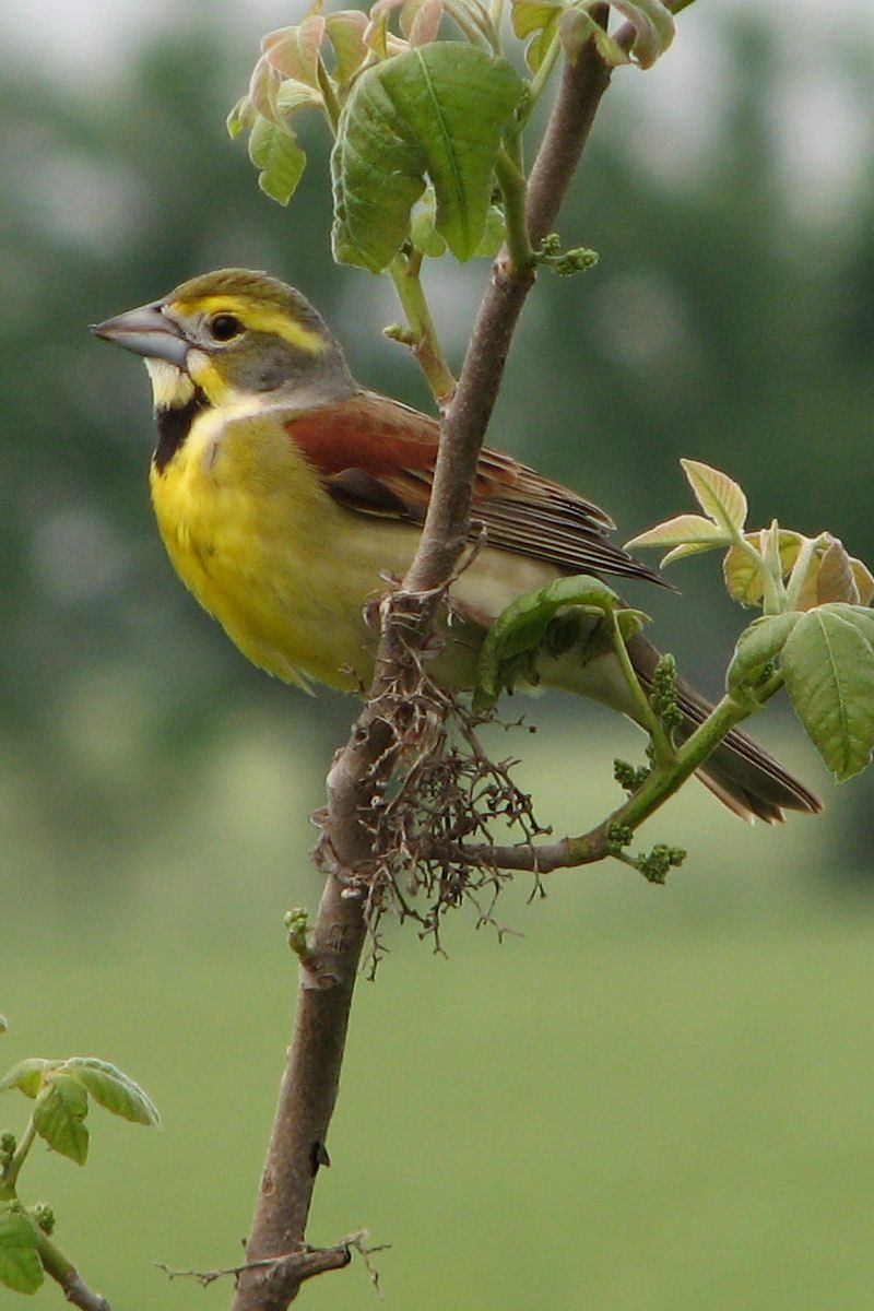 dickcissel: the American black-throated bunting (Spiza americana)