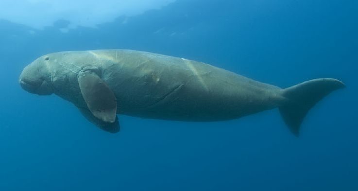 dugong: a plant-eating sirenian of the species Dugong dugon, found in tropical regions and having a fluked...