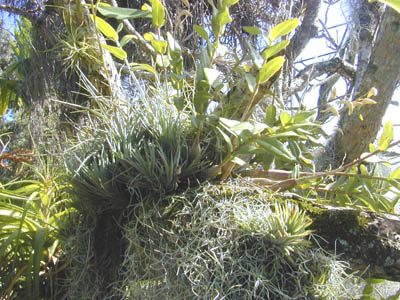 epiphyte: a plant that grows on another, using it for physical support but obtaining no nutrients from it and...