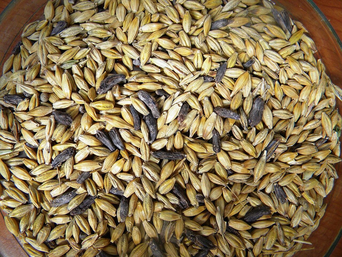 ergot: any fungus in the genus Claviceps which are parasitic on grasses