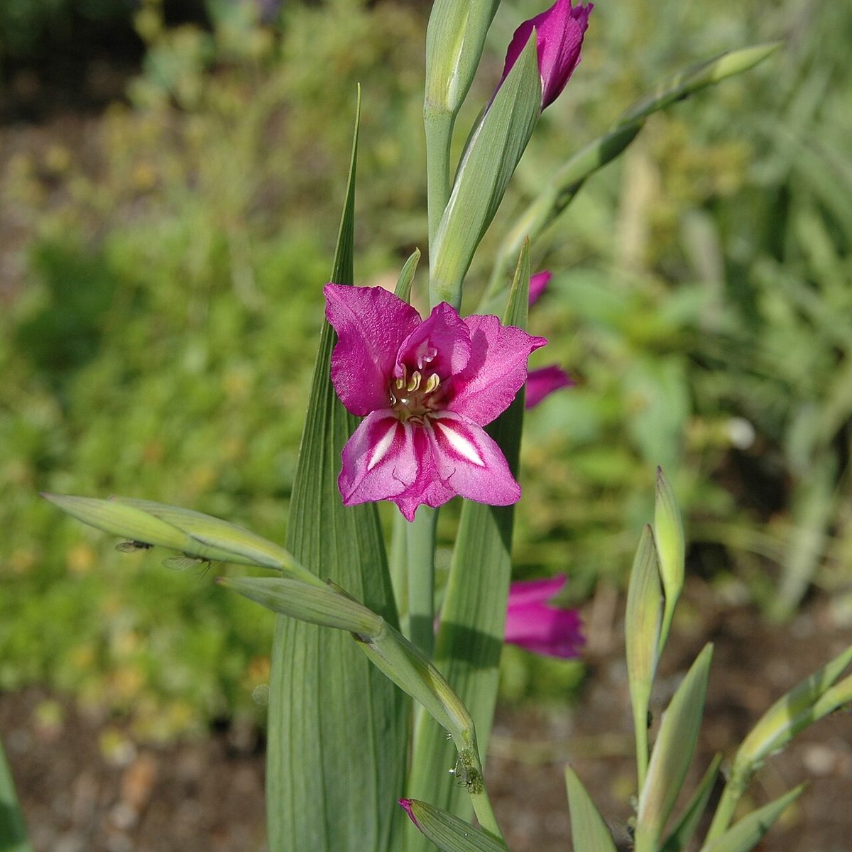 gladiolus: the center part of the sternum