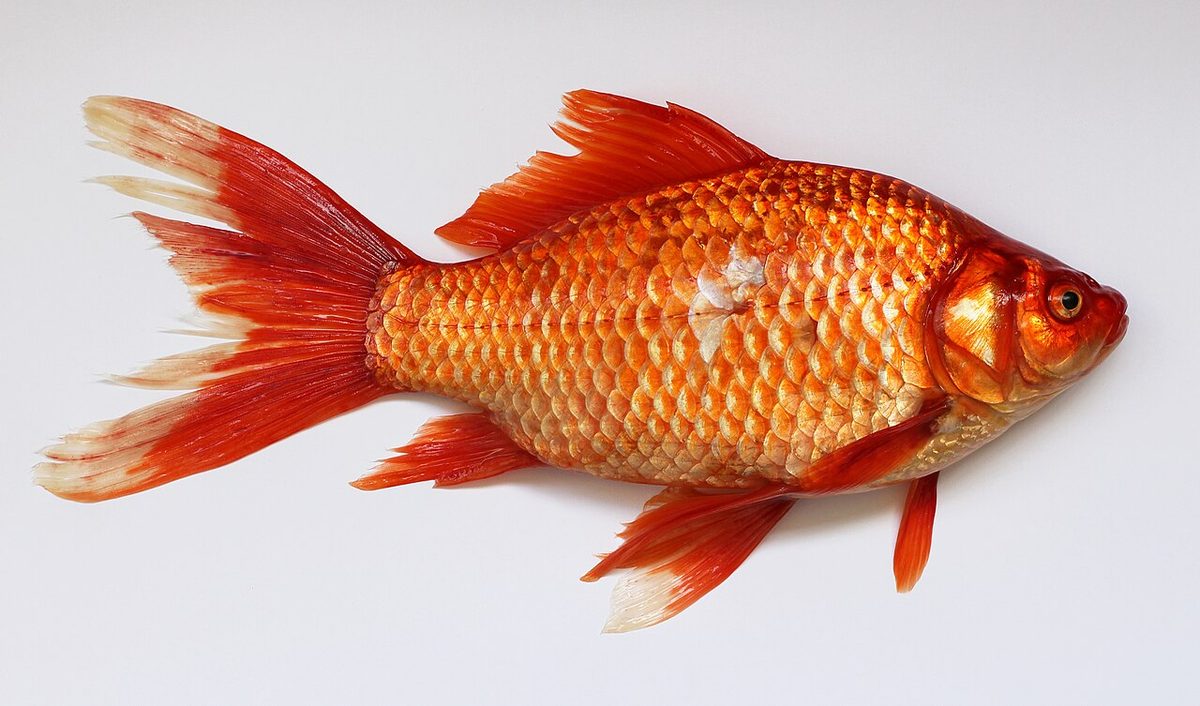 goldfish: a type of small fish, Carassius auratus, typically orange-colored