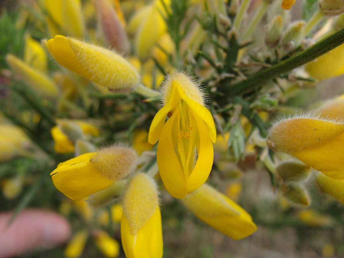 gorse: an evergreen shrub, of the genus Ulex, having thorns, spiny leaves, and yellow flowers