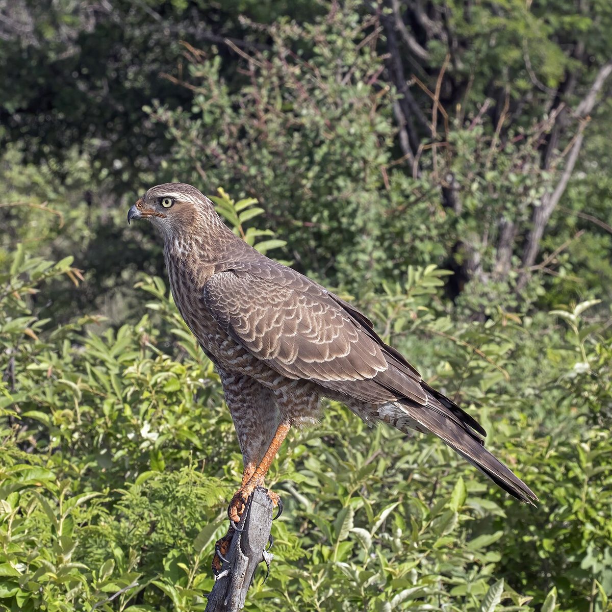 goshawk: any of several birds of prey, principally in the genus Accipiter