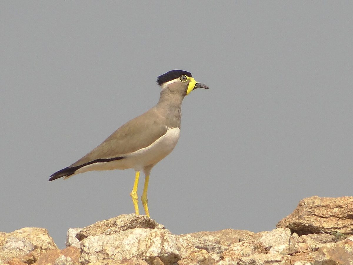 lapwing: any of several medium-sized wading birds belonging to the subfamily Vanellinae, within family...
