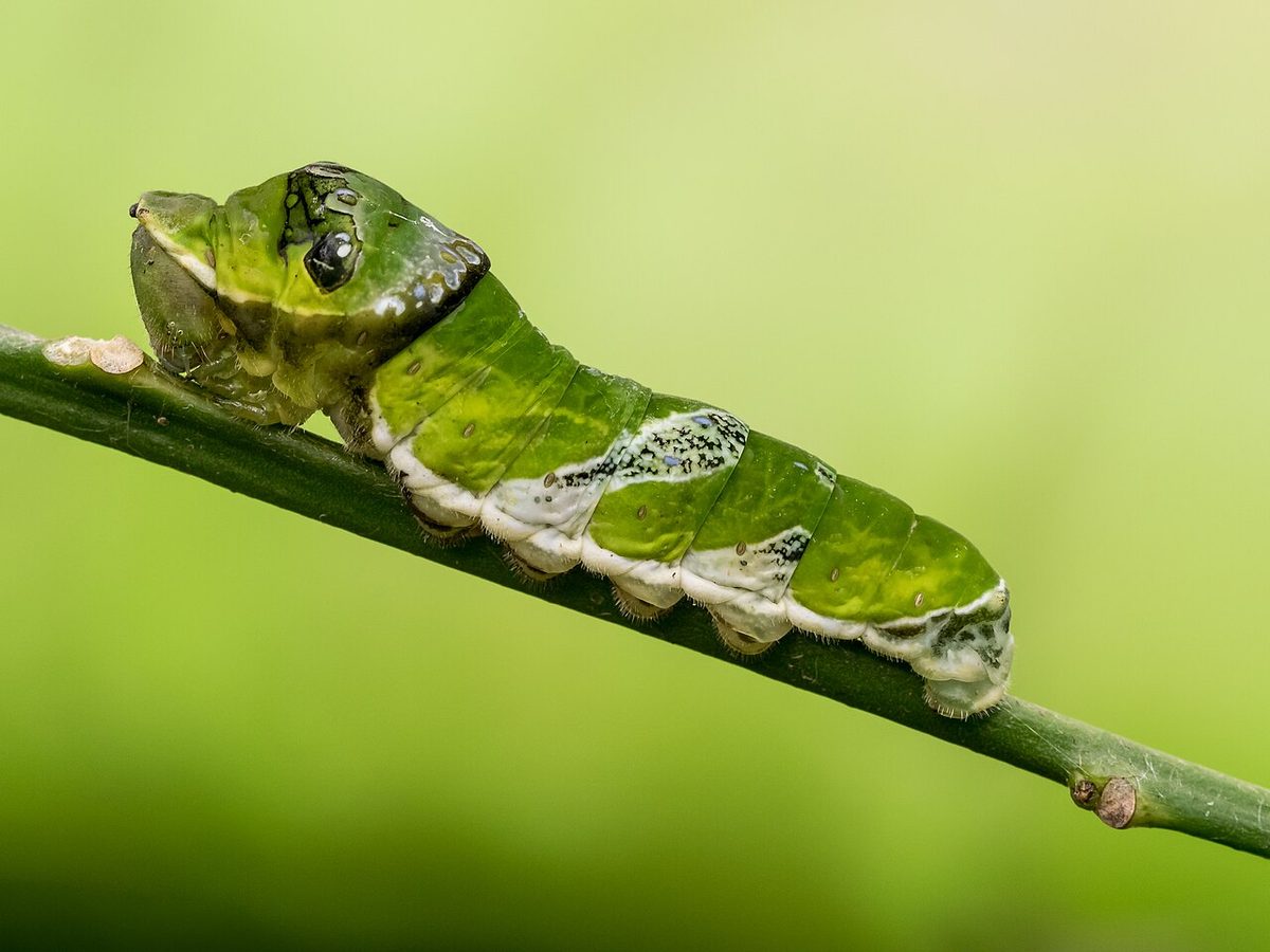 larva: an early stage of growth for insects and some amphibians, in which after hatching from their egg,...