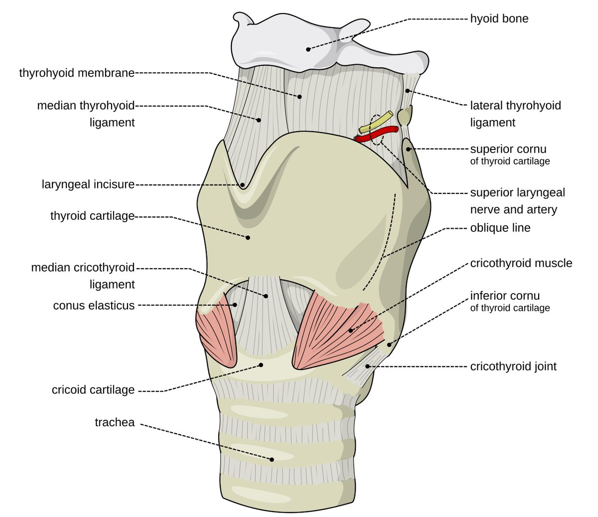 larynx: a hollow muscular organ of the neck of mammals situated just below where the tract of the pharynx...