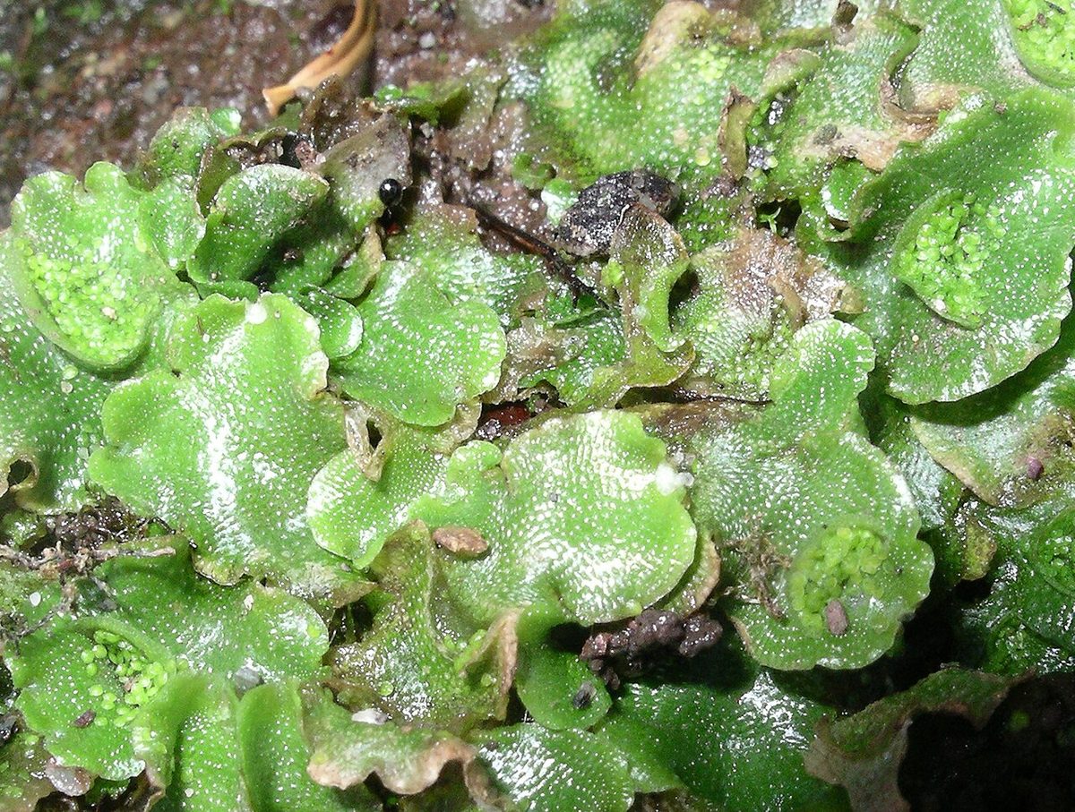 liverwort: a type of bryophyte with a leafy stem or leafless thallus characterized by a dominant gametophyte...