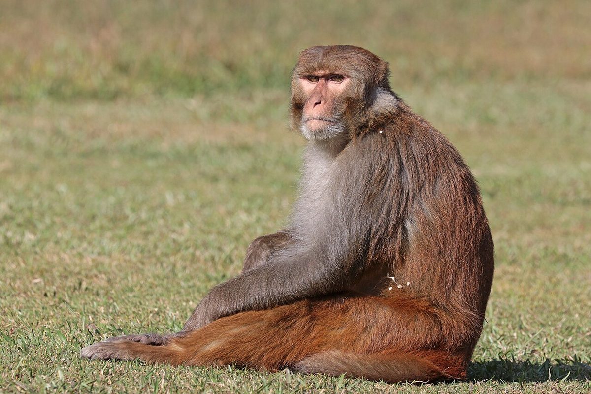 macaque: any of a group of Old World monkeys of the genus Macaca